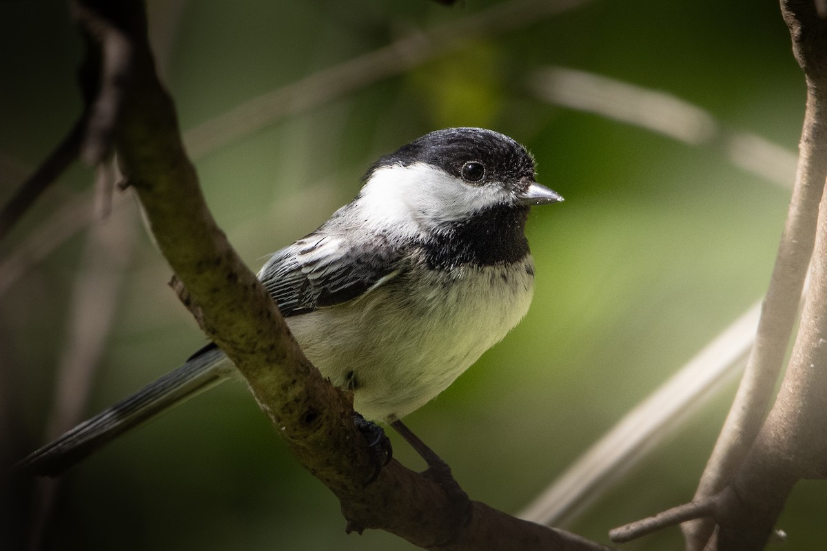 Black-capped Chickadee - ML634340311