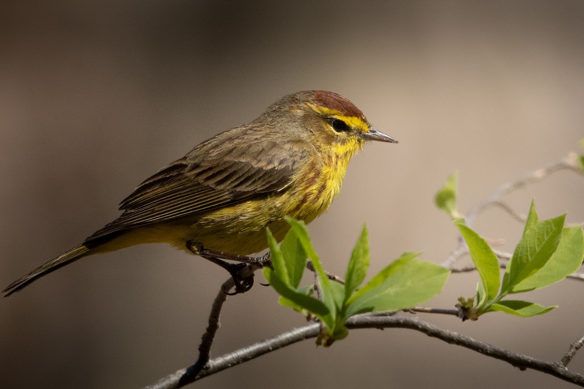 Palm Warbler - ML634340313
