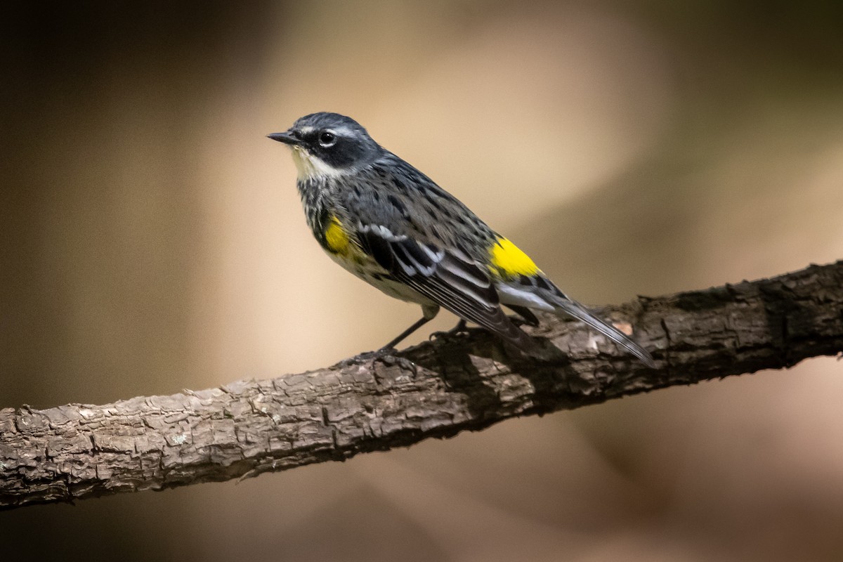Yellow-rumped Warbler - ML634340315