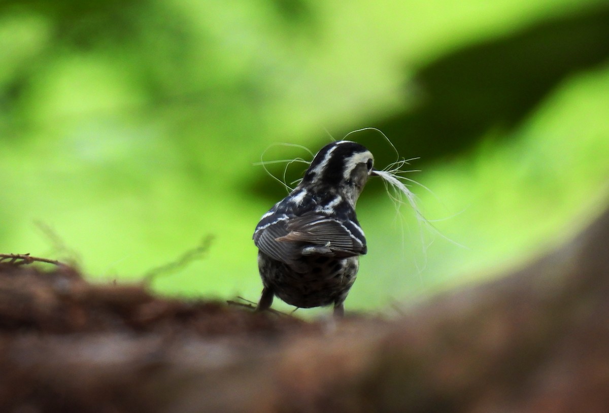 Black-and-white Warbler - ML634340370