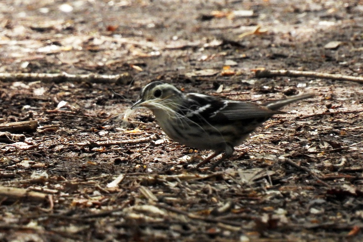 Black-and-white Warbler - ML634340375