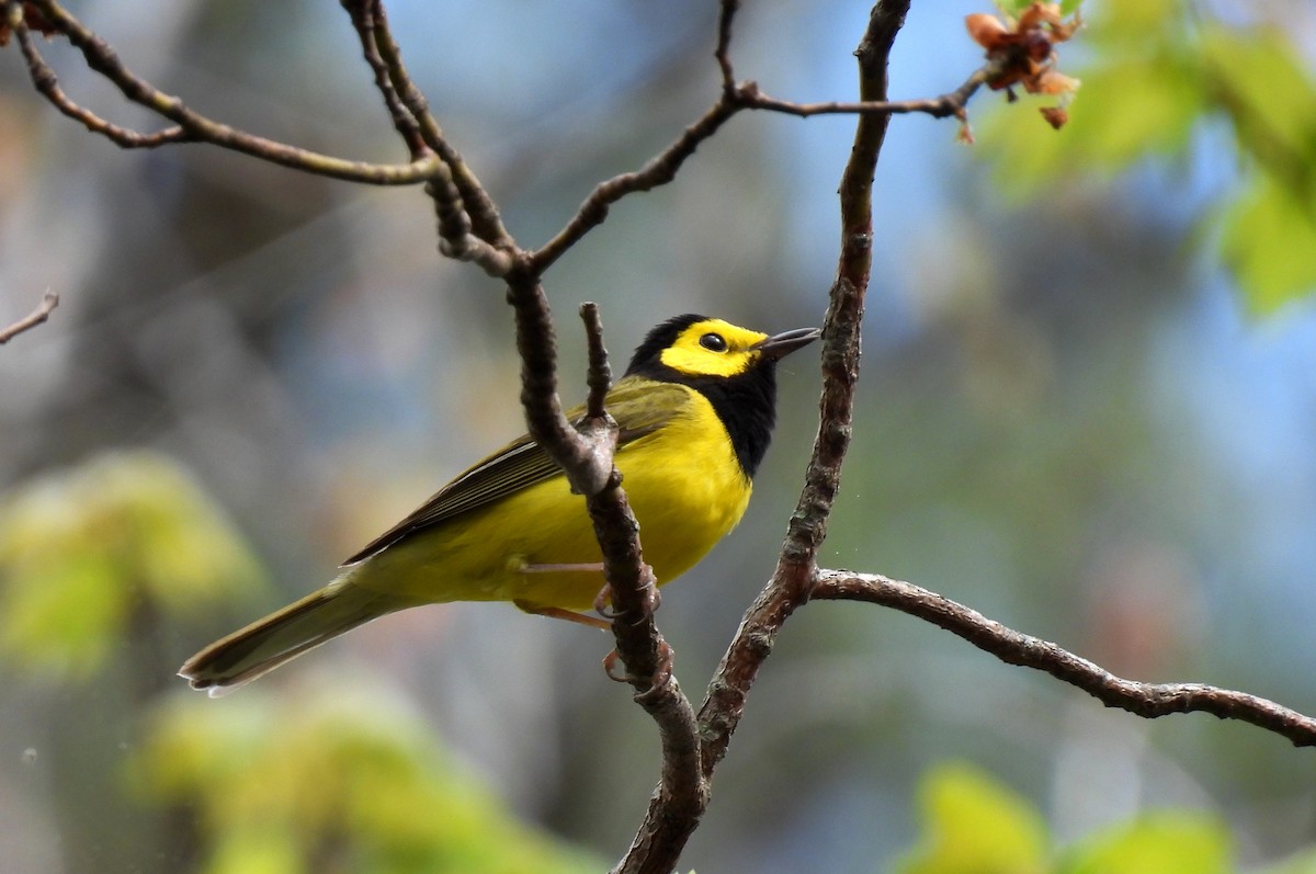 Hooded Warbler - ML634340382