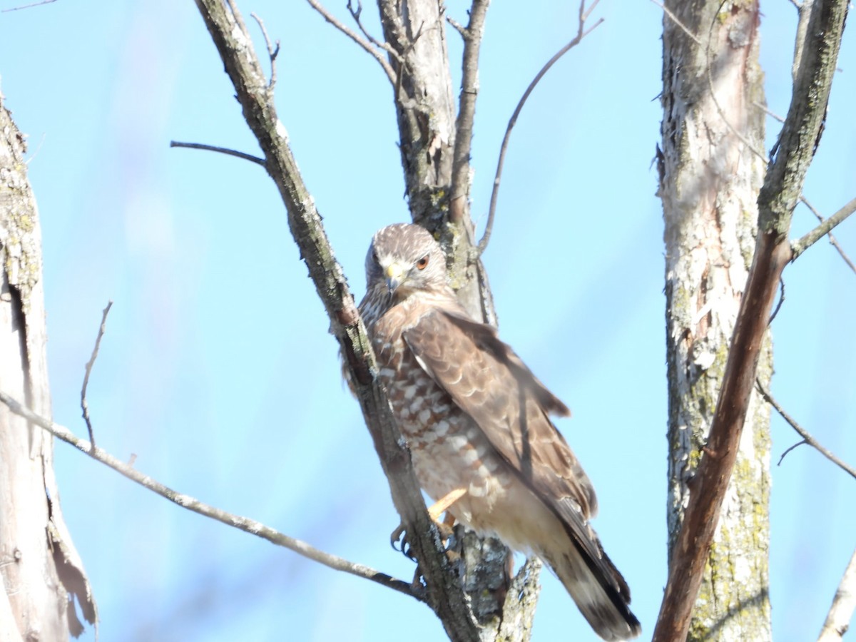 Broad-winged Hawk - ML634340621