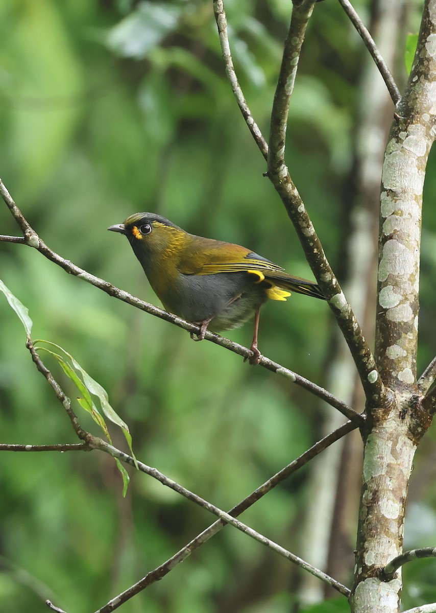 Taiwan Liocichla - ML634340738