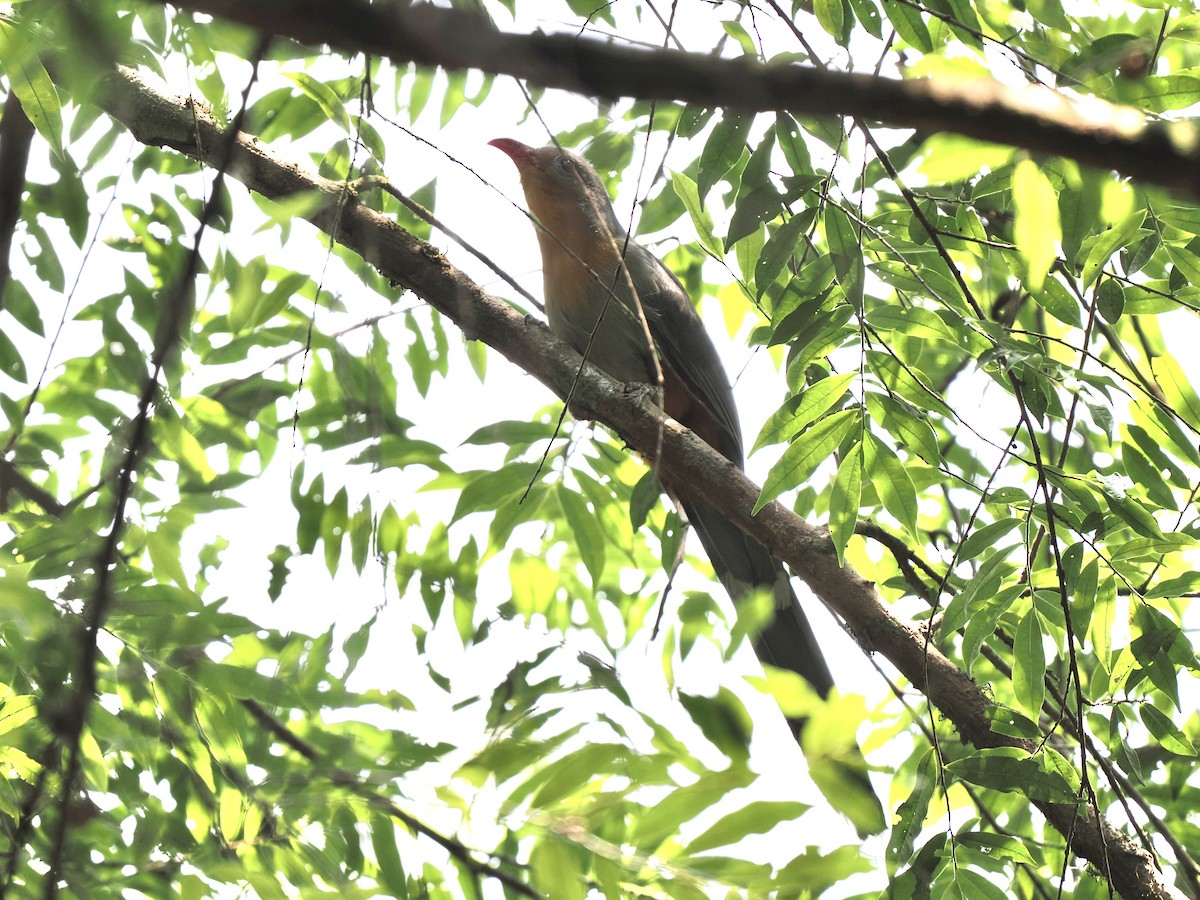 Red-billed Malkoha - ML634340862