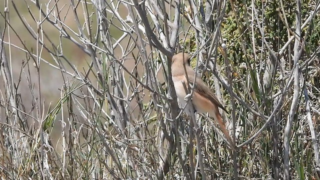 חנקן ערבות - ML634341017