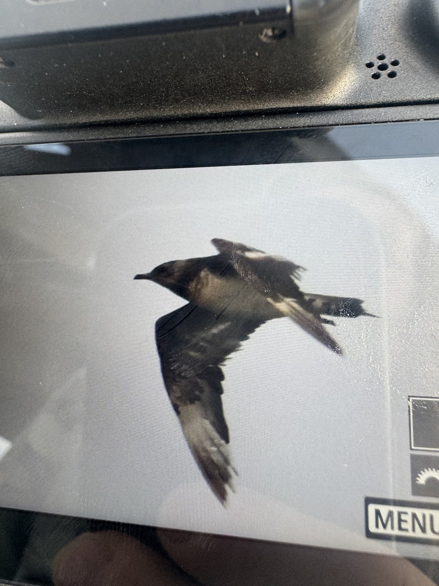 chaluha příživná - ML634341062