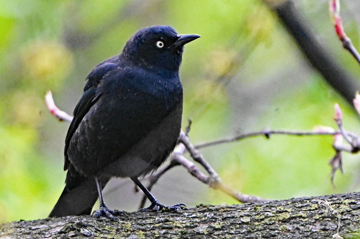 Rusty Blackbird - Paul Nale