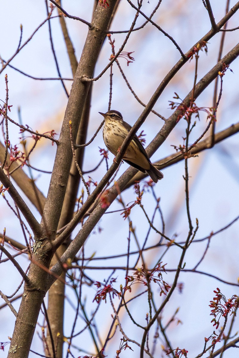 Louisiana Waterthrush - ML634341162