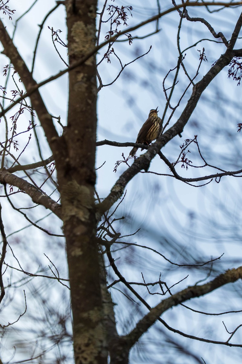 Northern Waterthrush - ML634341166