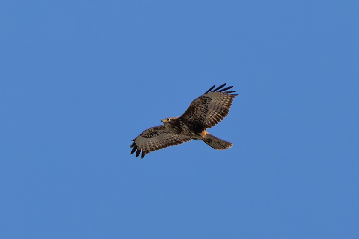 Common Buzzard - ML634341186