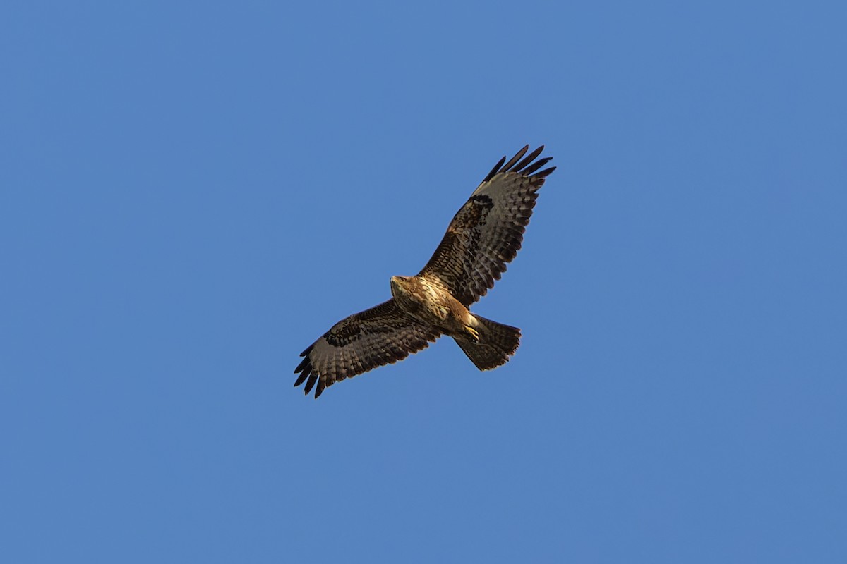 Common Buzzard - ML634341187