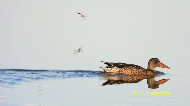 Northern Shoveler - ML634341208