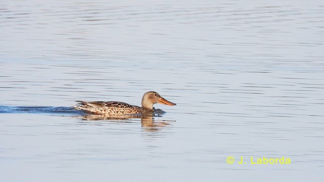 Northern Shoveler - ML634341213