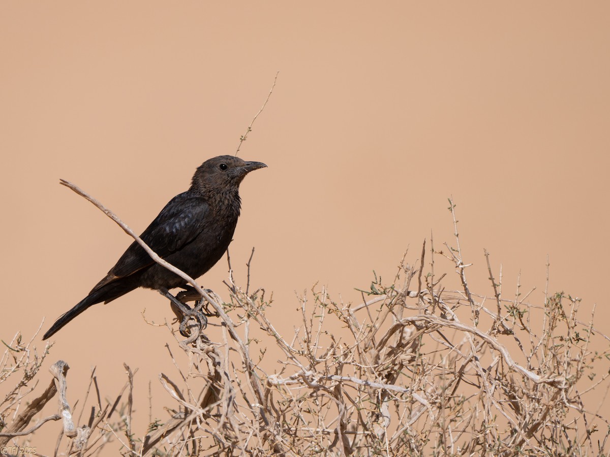 Tristram's Starling - ML634341287