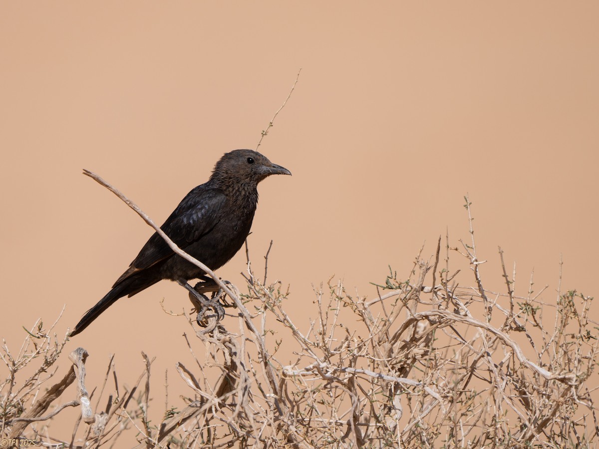 Tristram's Starling - ML634341288