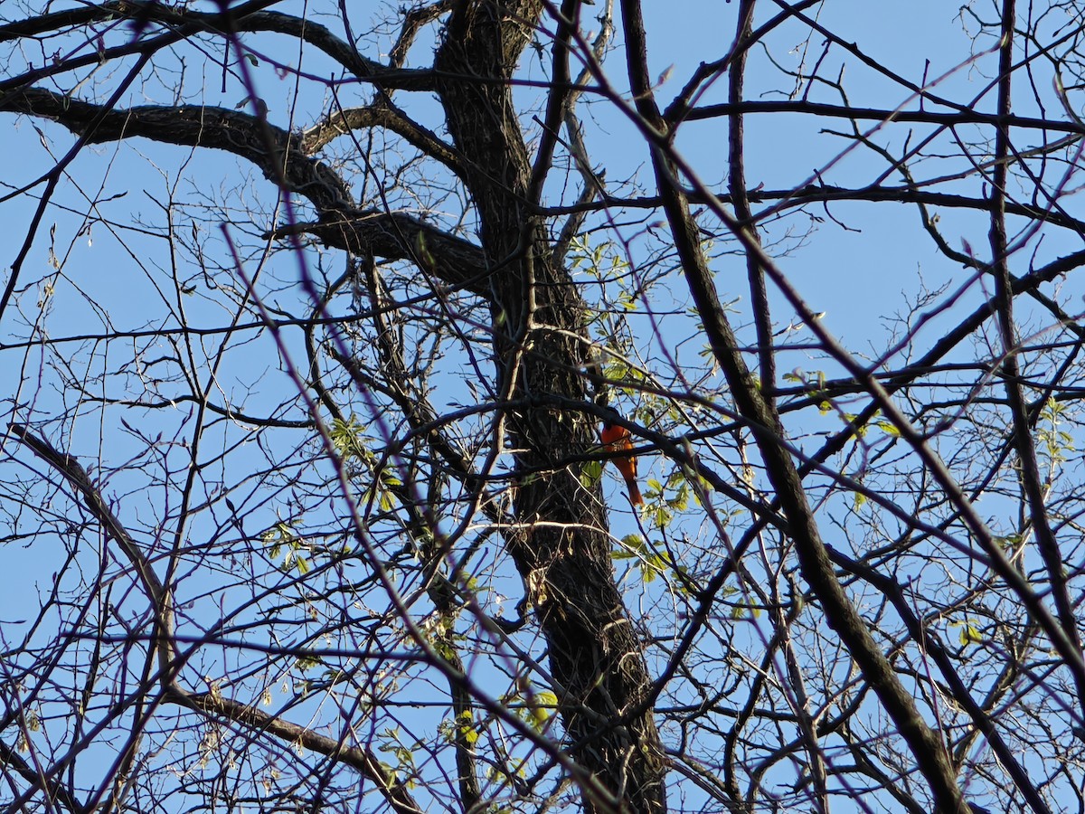 Baltimore Oriole - ML634341327