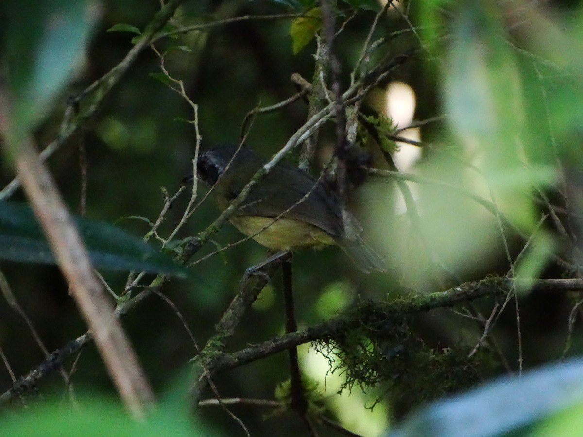 Plain Antvireo - ML634341471