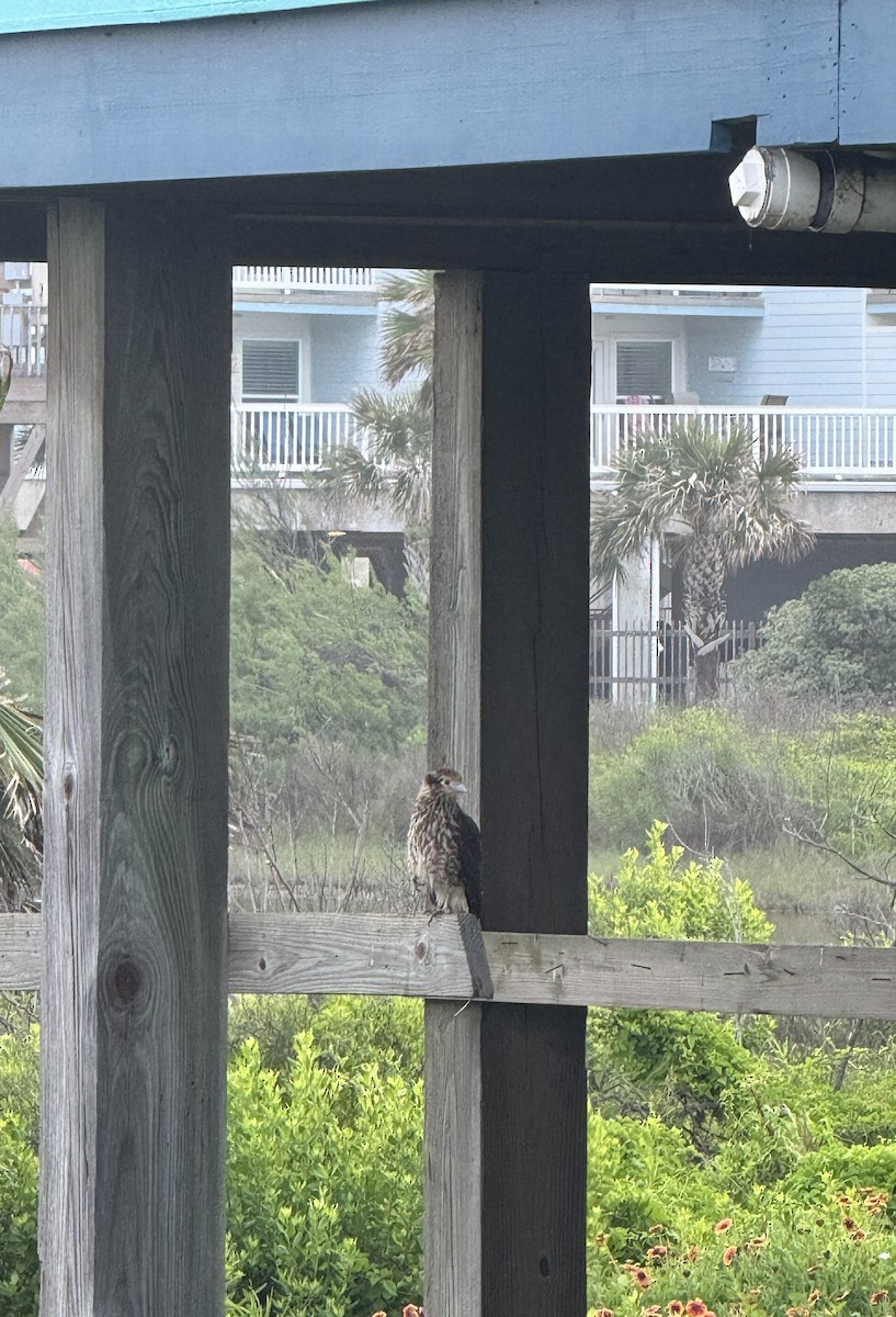 Yellow-headed Caracara - ML634341510