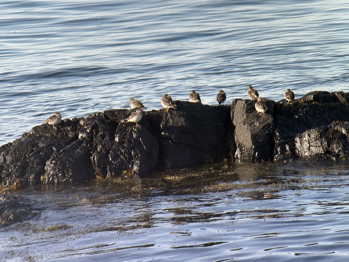 Purple Sandpiper - ML634341567