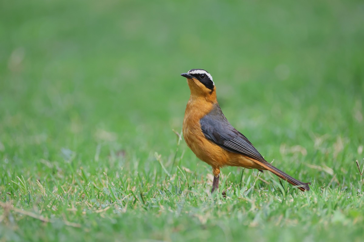 White-browed Robin-Chat - ML634341634