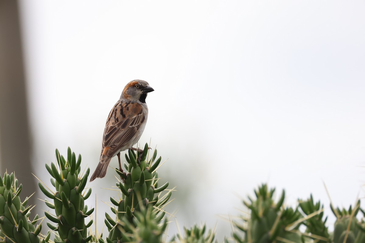 Kenya Rufous Sparrow - ML634341639