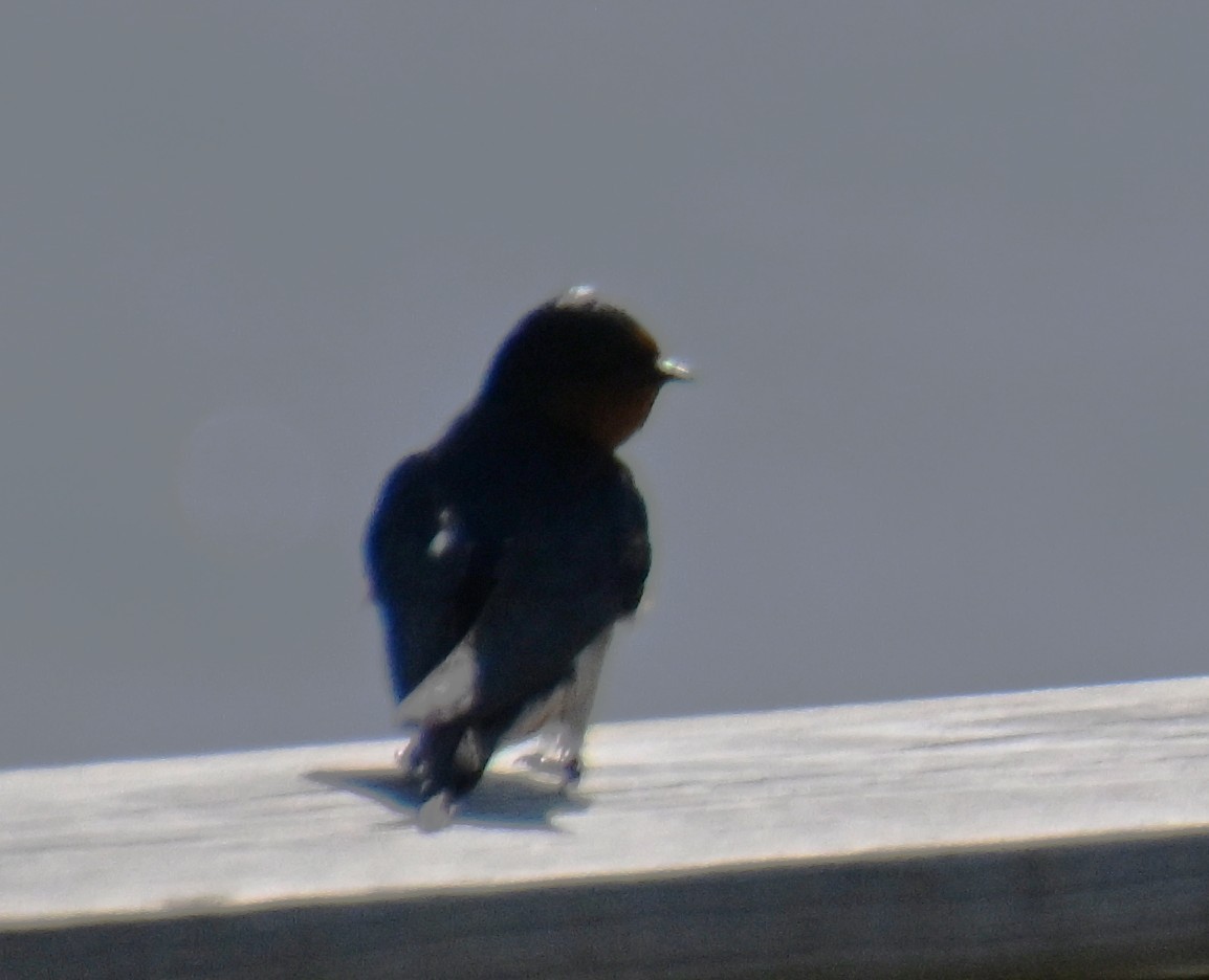 Асрын хараацай - ML634341711