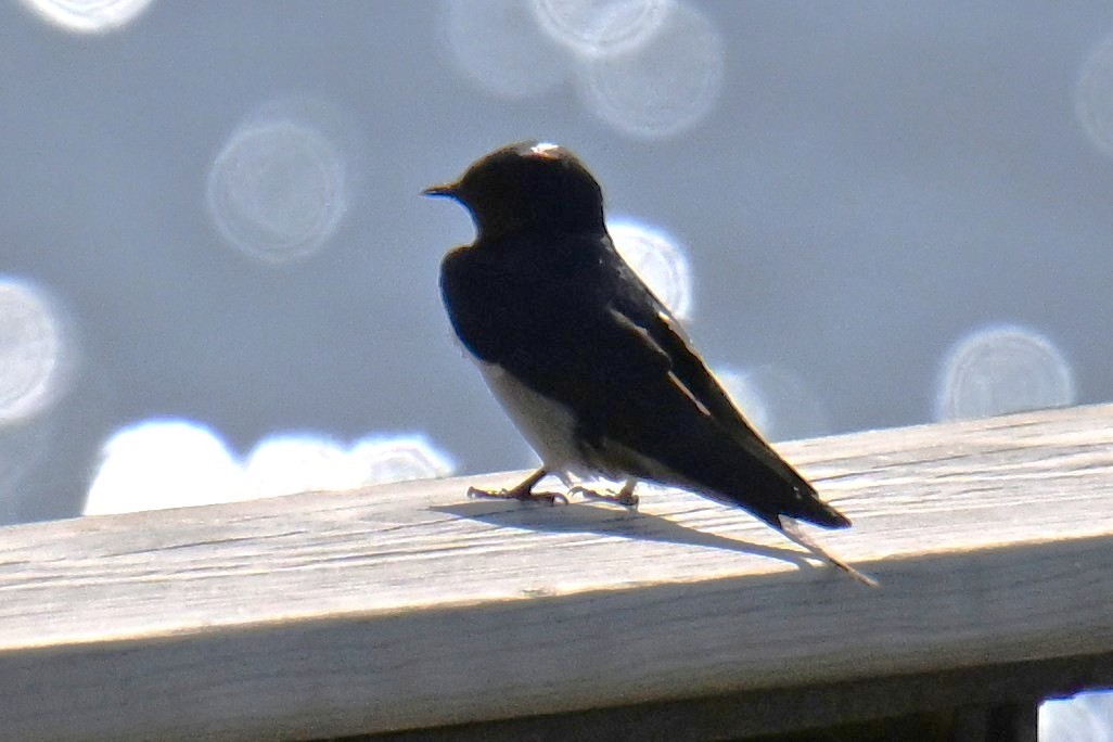 Асрын хараацай - ML634341712