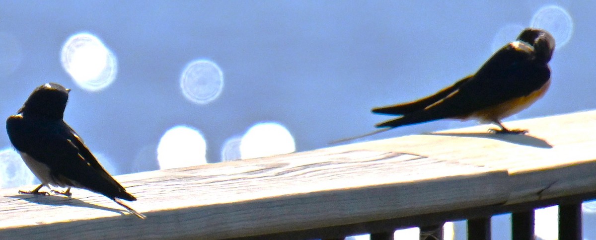 Асрын хараацай - ML634341713