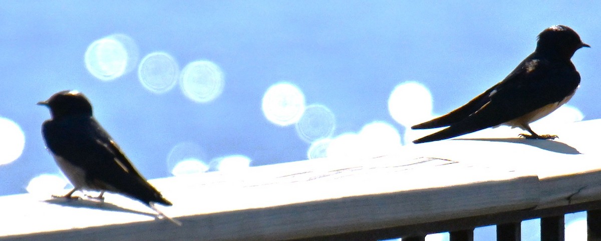 Асрын хараацай - ML634341714