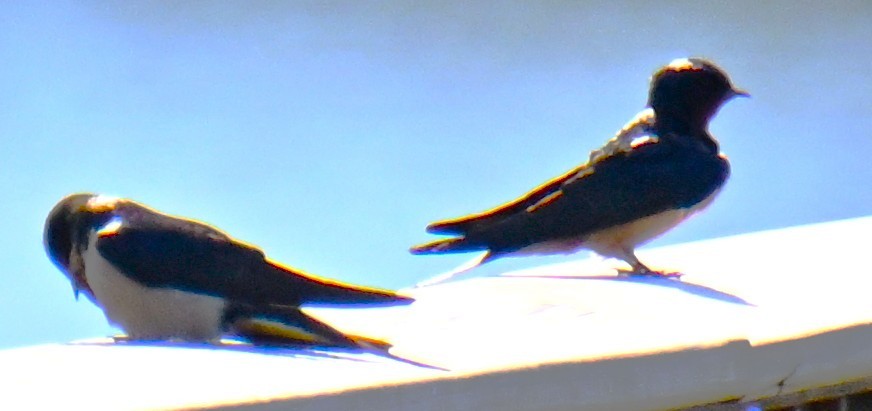 Асрын хараацай - ML634341715