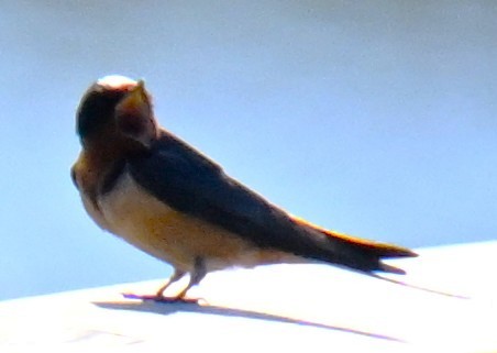 Асрын хараацай - ML634341716