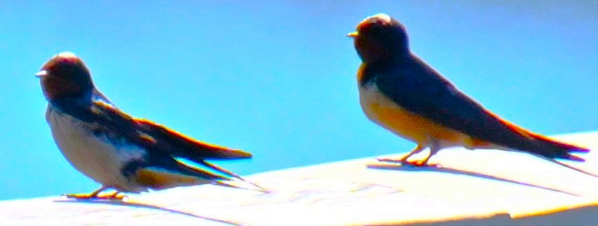 Асрын хараацай - ML634341717