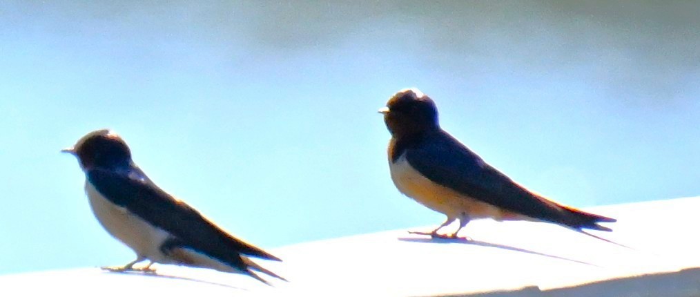 Асрын хараацай - ML634341718