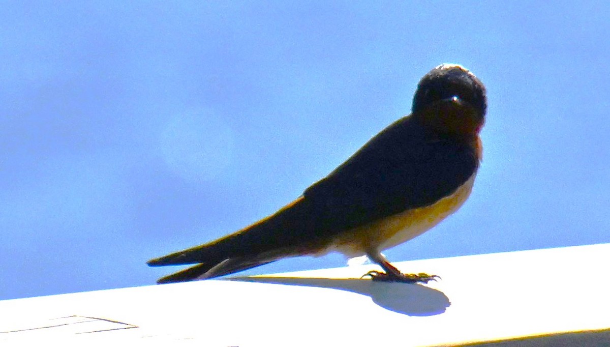 Асрын хараацай - ML634341719