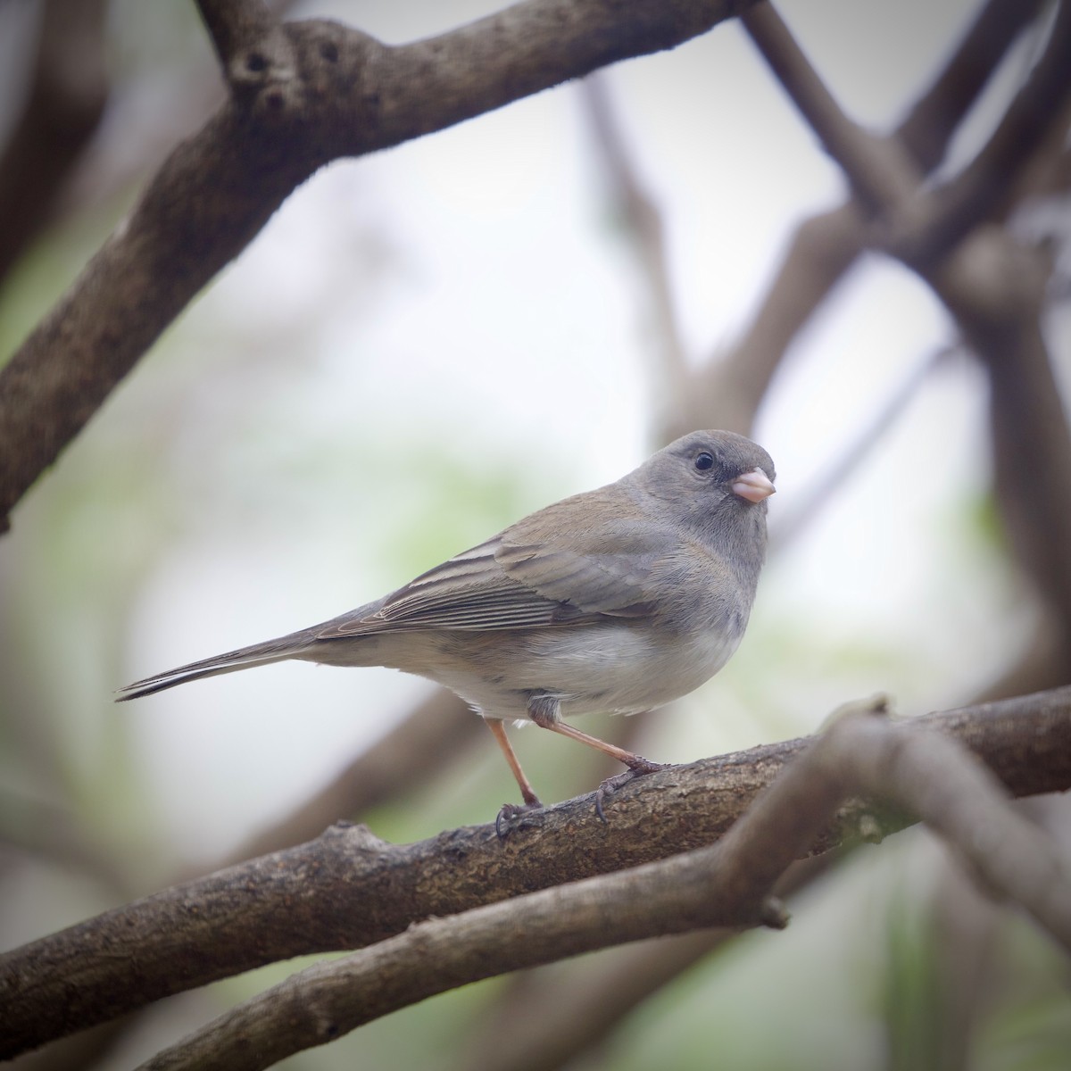 Dark-eyed Junco - ML634341833