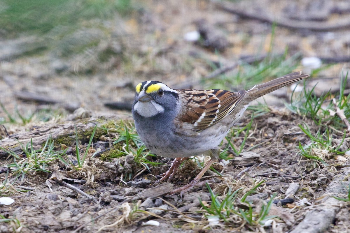 White-throated Sparrow - ML634341836