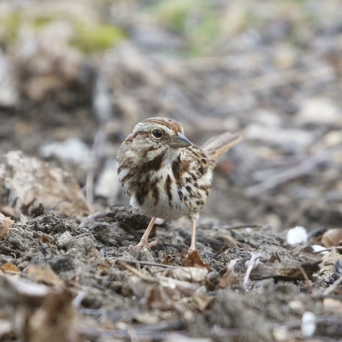 Song Sparrow - ML634341838