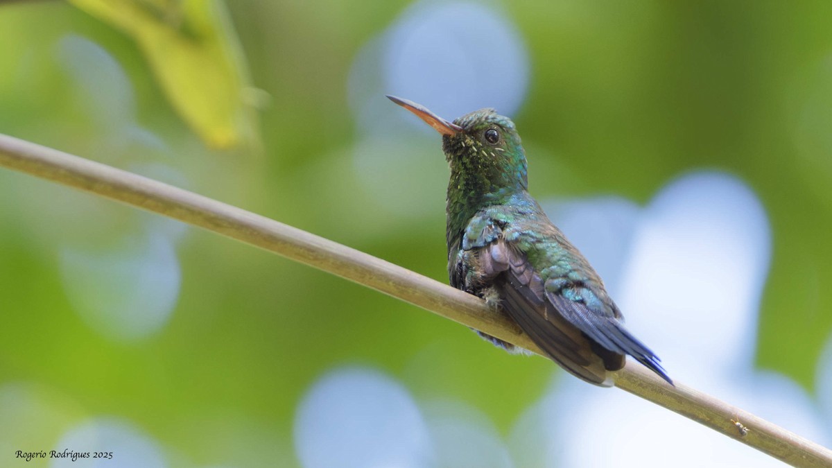 Blue-chinned Sapphire - ML634341854