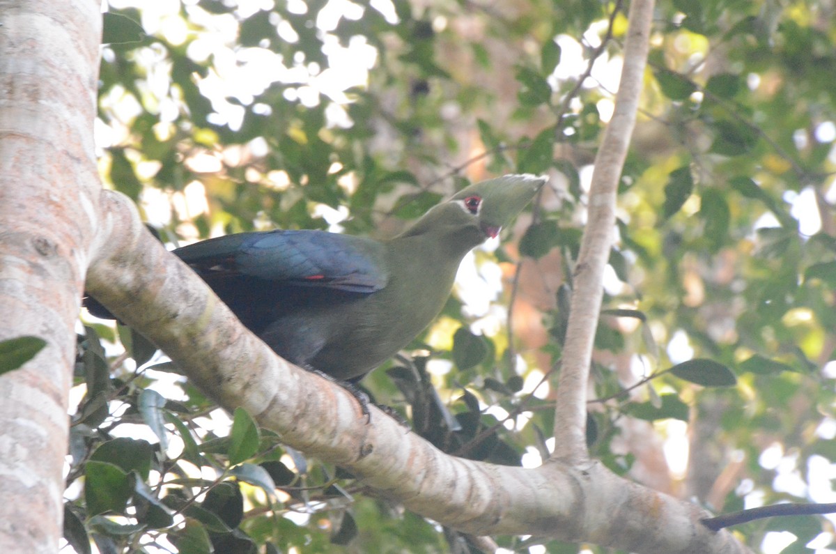 Knysna Turaco - ML634341855