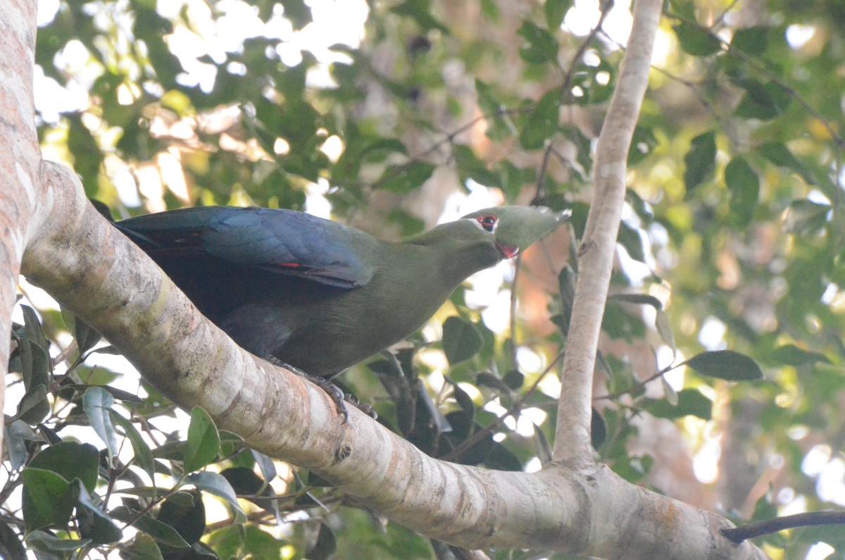 Knysna Turaco - ML634341904