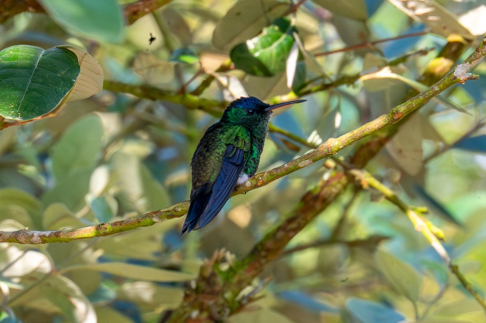 Indigo-capped Hummingbird - ML634341915