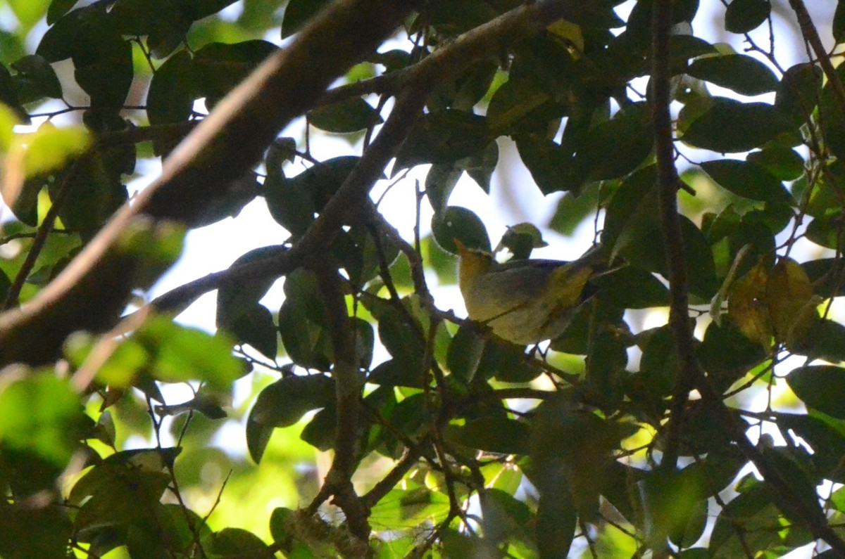 Yellow-throated Woodland-Warbler - ML634341986