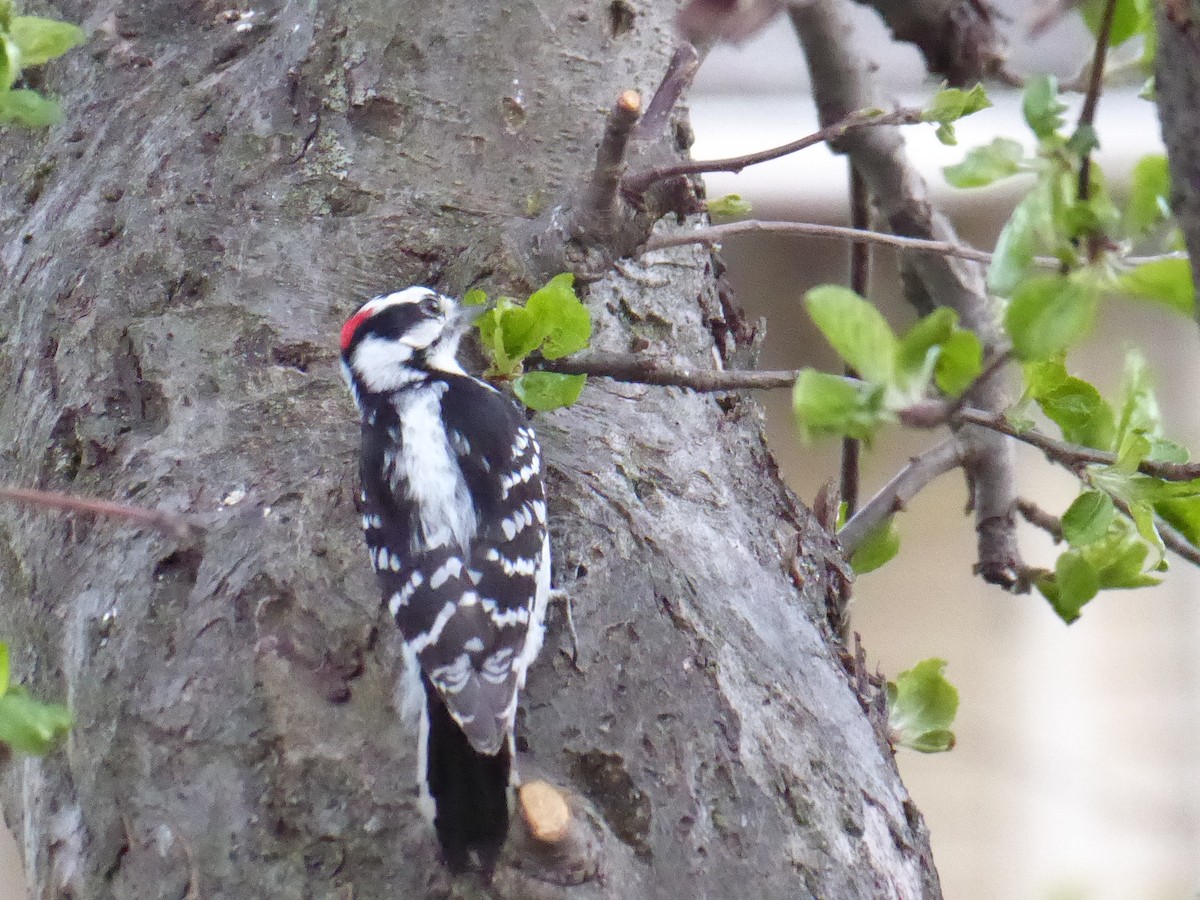 Downy Woodpecker - ML634342002
