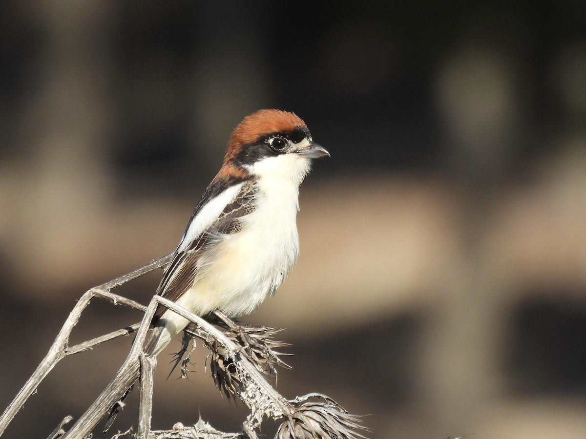 Woodchat Shrike - ML634342034