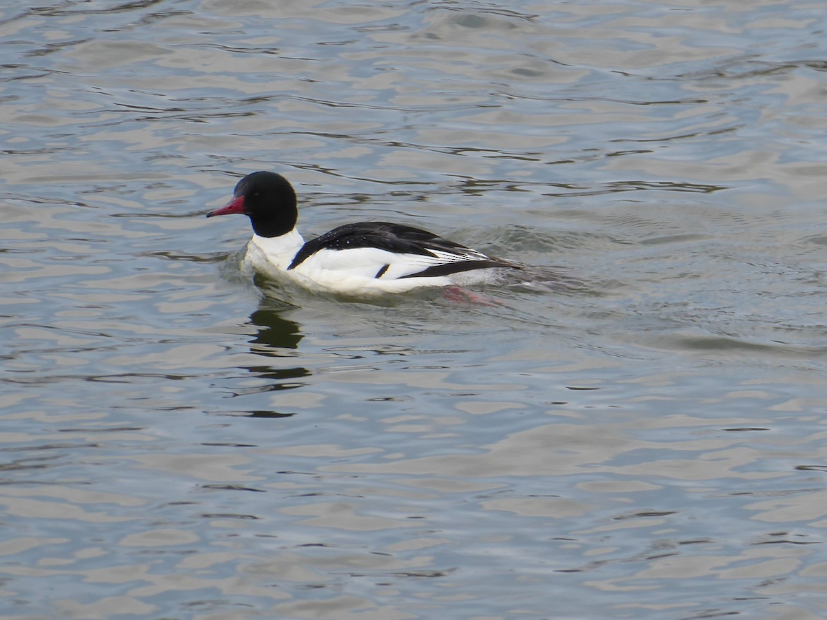 Common Merganser - ML634342045