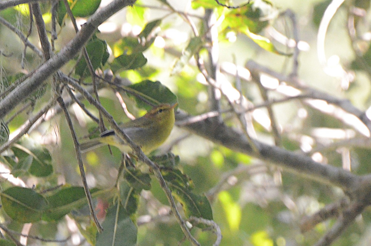 Yellow-throated Woodland-Warbler - ML634342048