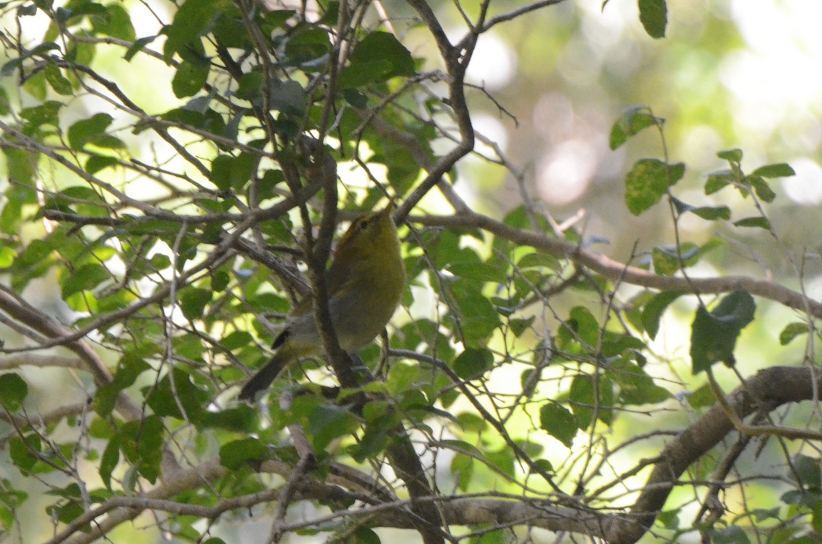 Yellow-throated Woodland-Warbler - ML634342060