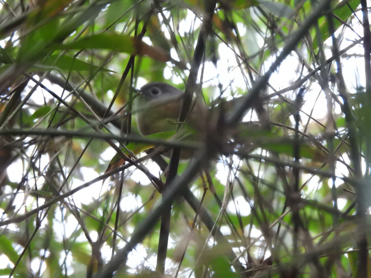 Huet's Fulvetta - ML634342062