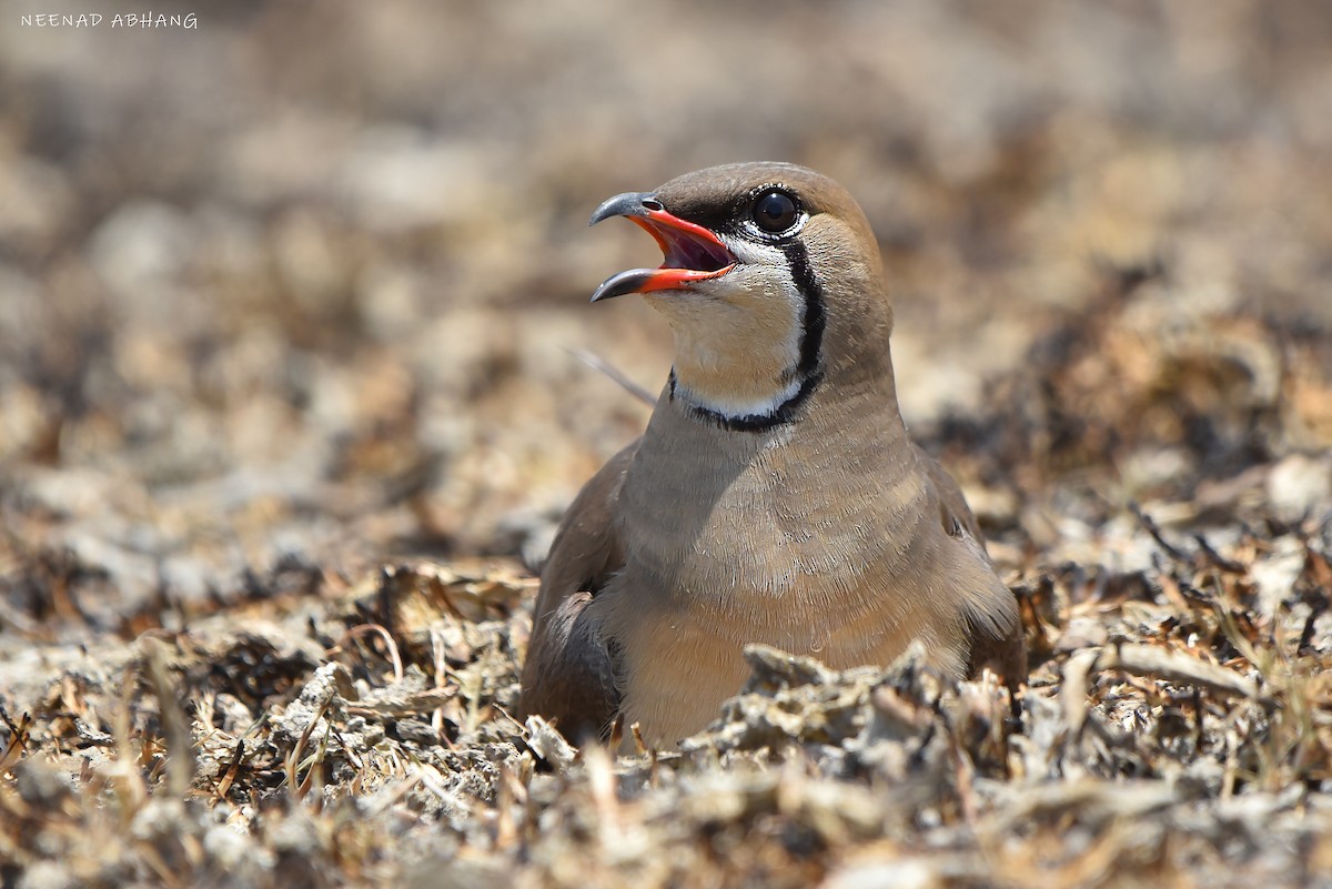 Oriental Pratincole - ML634342067
